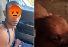 Animal cruelty! Man arrested for killing, cooking, and eating a Chihuahua puppy