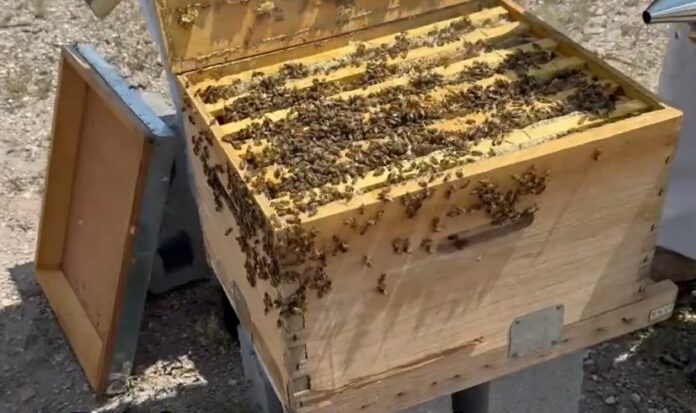 beekeeping