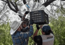 14.9 million sterile flies released in Chihuahua to combat screwworm.