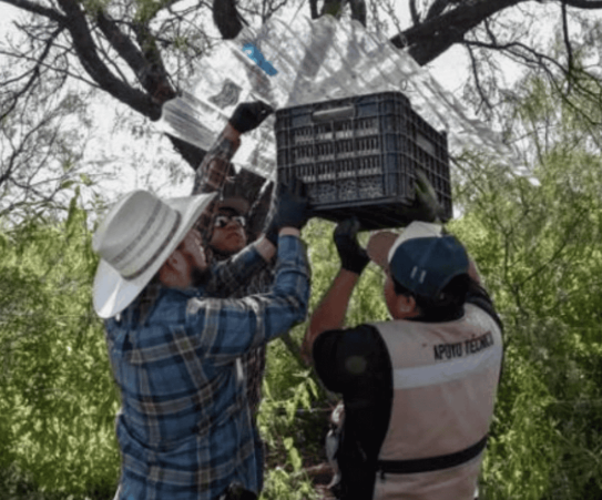 14.9 million sterile flies released in Chihuahua to combat screwworm.