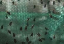 Screwworm affects 29 municipalities in Chihuahua.