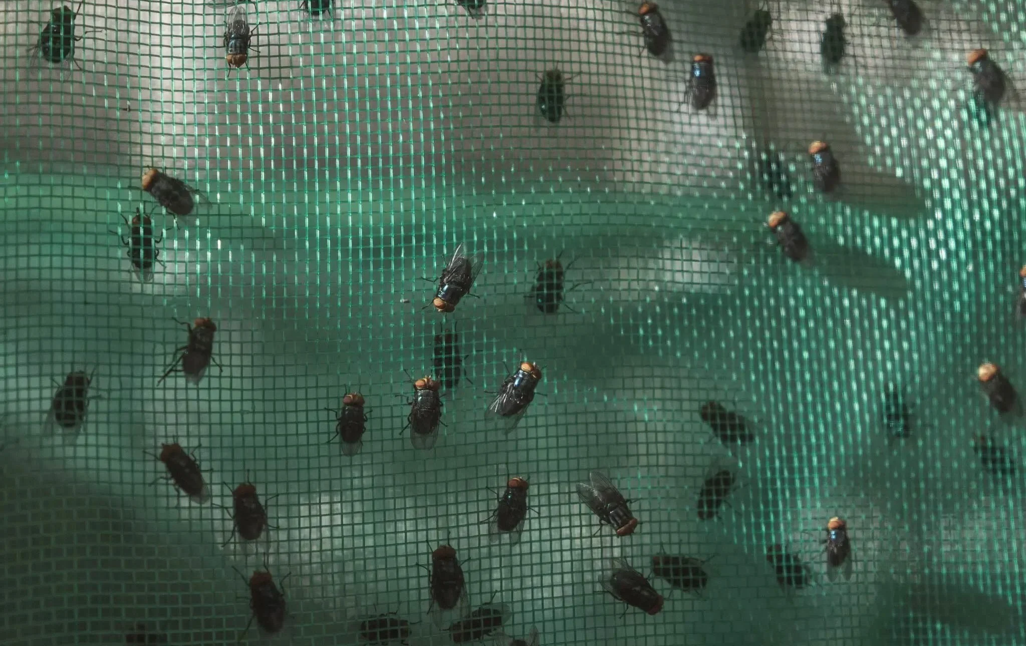 Screwworm affects 29 municipalities in Chihuahua.